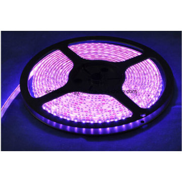 60SMD3528 4.8W/M Pink LED Strip